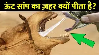 क्या हुआ जब ऊंट को सांप का जेहर दिया गया 😱 Junaid Aalam