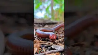 Spirostreptus&nbsp;is a genus of giant&nbsp;millipedes&nbsp;of the family&nbsp;Spirostreptidae #millipede #insects