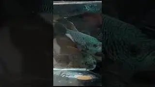 wild betta antuta #wildbetta#bettaholic#bettafish#betta#bettafighter#bettagalaxy