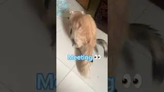 Cat meeting videos 😃|| female cat 1st time meeting #cat #shorts #meeting #viral #viralshorts #love