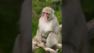 Snow Monkeys Bath Tub  #animals #facts #wildlife #nature #science #monkey #japan #spa