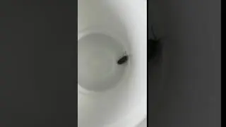 l&iacute;til sv&ouml;rt padda &iacute; miklu magni &iacute; g&ouml;mlu h&uacute;si. H&eacute;r m&aacute; sj&aacute; myndband af s&yacute;nishorni
