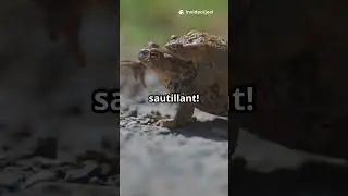 Le Crapaud Accoucheur: Un Amphibien Fascinant!