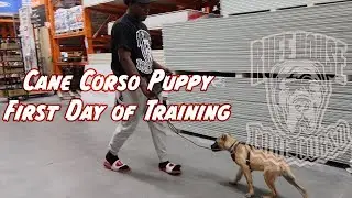HOW TO TRAIN YOUR PUPPY CORSO - THE STEP BY STEP GUIDE