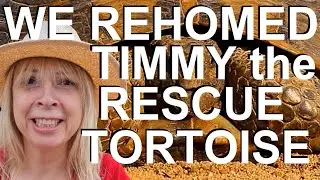 We rehomed Timmy the Rescue Mediterranean Spur-Thighed Tortoise - Lorna the Tortoise Whisperer