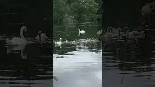 &ldquo;Six cygnets have an algae breakfast with their parents on the Long Water in the morning 🦢🌿🦢