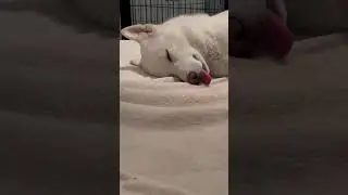 Adorable Husky Kaia Yuki Dreams with Tongue Out for 10 Minutes!