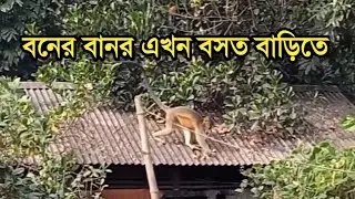 বনের বানর এখন বসতবাড়ি ও লোকালয়ে।Forest monkeys in Bangladesh are now homesteads and localities.