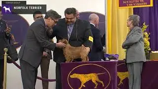 Norfolk Terriers | Breed Judging 2020