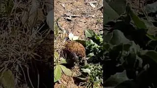 Why does a dung beetle roll the dung?