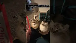 We know Siberian cats are smart&hellip; but are they patient too?