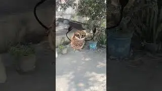 #owl dance