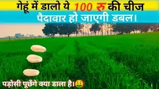 गेहूं 🌾 में डालें ये चीज पैदावार होगी डबल। #gehu_ki_kheti 