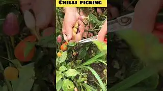 chilli picking 😍#shorts #farming #chilliharvest