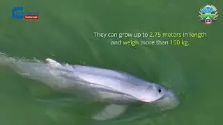 The Mekong Irrawaddy Dolphins