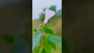 Flower Luc By AT26
