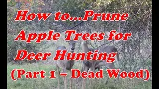 How To Prune Apple Trees for Deer Hunting-Part 1