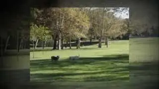 Green Doggie Home Boarding | Thanksgiving 2012 [Video]