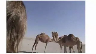 Grandma 'Almost' Got Run Over By a Camel