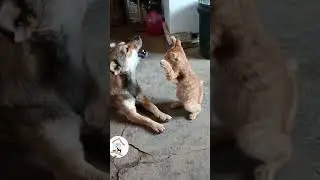 The Funniest Skilled 🐈 Cat #funny #aiempowerment #cat #shortvideos #artificialintelligence #sub
