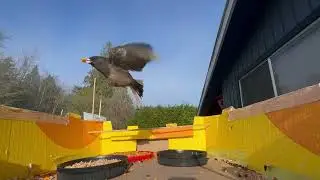 Ep 2 The blue sky in January. Wild Birds Feeding on Seeds.