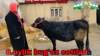 18.1.2026.YIL.8.OYLIK BUG'OZ SOTILADI TEZ KURIG