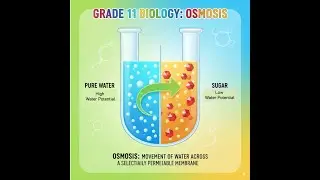Grade 11, Biology, chapter 2 (Passive transport - osmosis)