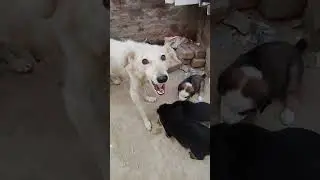 🙏 animal lover hey parbhu daya kro bezubaan pe