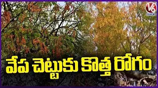 Neem Tree Effect With Dieback Disease In Nalgonda | V6 News