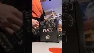 ProCo Rat on Bass 🐀