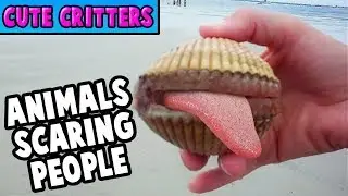 People Scared Of Animals | Funniest Reactions Compilation | Best New Collection 2017