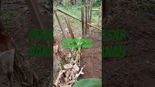 fenomena alam yang di sengaja