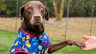 Adopt Ella
