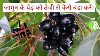 जामुन के पेड़ को तेजी से बडा कैसे करें। Jamun tree care in Hindi.