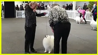 2022 Melbourne Royal Show - Japanese Spitz