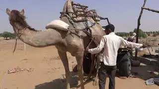 Camel importance in desert. preparing for goods transport.
