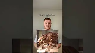 Interesting Facts about Giant Ground Sloths #animaltiktok #animals #sloth #science