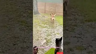 Отважная собака принесла американский флаг под проливным дождем 🇺🇸🐕 #малинуа #немецкаяовчарка #бе...