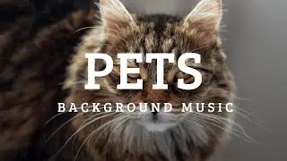 Pets Funny Cute Background Music For Videos