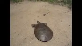 SUPER FAST TURTLE