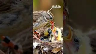 Review Birds (119) #aivideo #reel #shortsviral #shortvideos #birds #bird #birdnest #animals