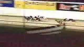 IRISH GREYHOUND DERBY 2004