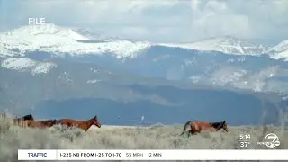BLM hosting wild horse adoption event at Douglas County Fairgrounds