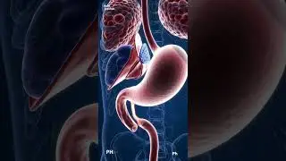 Your Stomach: A Mind-Blowing 3D Animation! 🤯