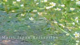 【梅花藻 せせらぎ】バイカモの花が咲く清流と、ちょろちょろ音、ASMR、Relaxing Nature Sounds 3h ★135