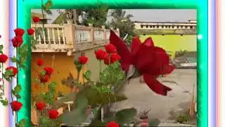 Happy Rose day.. Status 2020.....