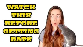 12 things you should know before owning rats - Ratdubly