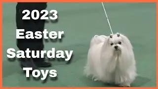 2023 Easter Saturday PM Show - Toy Dogs