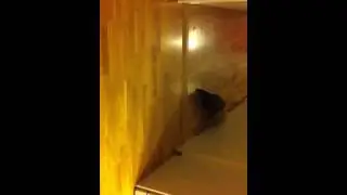 A ferret playing football