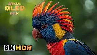Incredible Earth 8K HDR 60FPS &ndash; Special OLED Demo